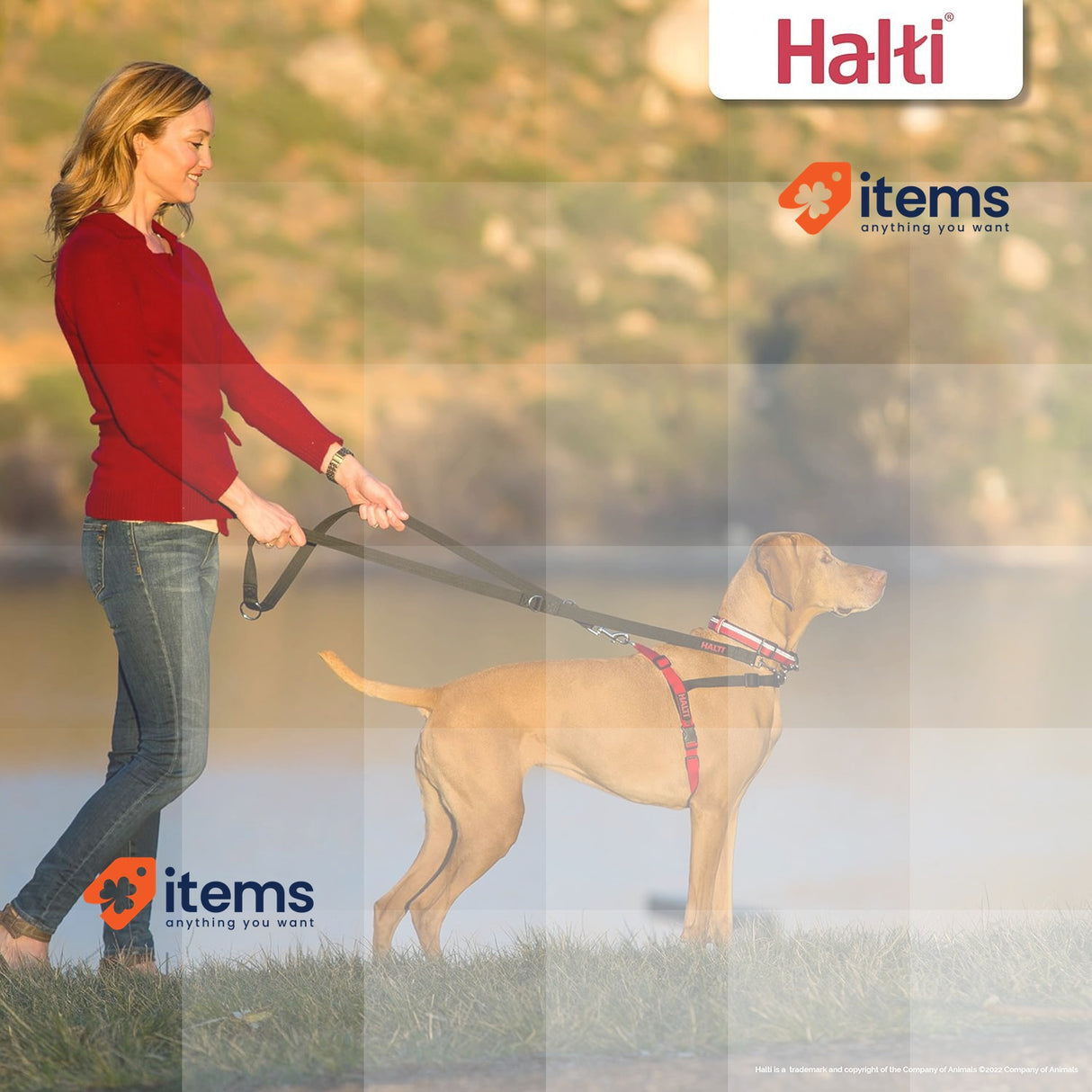 HALTI Front Control Harness, Size Medium, Bestselling Professional Dog Harness