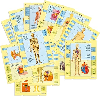 Lectron coneix el teu cos, Educational Game from 7 Years Old in Catalan