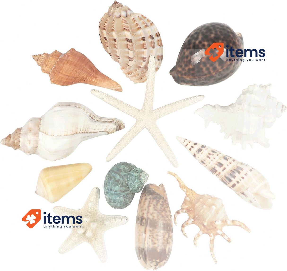 Fangoo 12 PCS Large Seashells Mixed Beach Sea Shells and Ocean Tank Decor 16CM