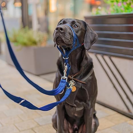 Company of Animals Headcollar To Stop Your Dog Pulling on the Lead Cobalt Blue