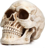 READAEER Life Size Skeleton Replica Realistic Human Skull Bone Model Normal