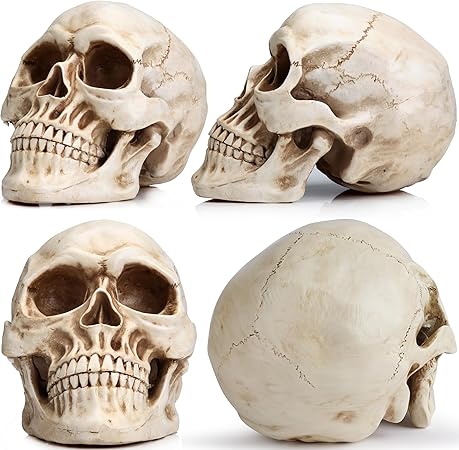 READAEER Life Size Skeleton Replica Realistic Human Skull Bone Model Normal