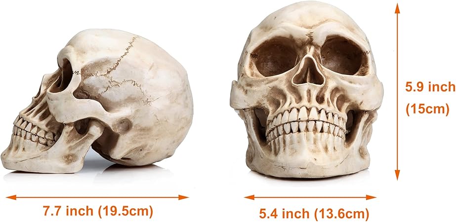 READAEER Life Size Skeleton Replica Realistic Human Skull Bone Model Normal