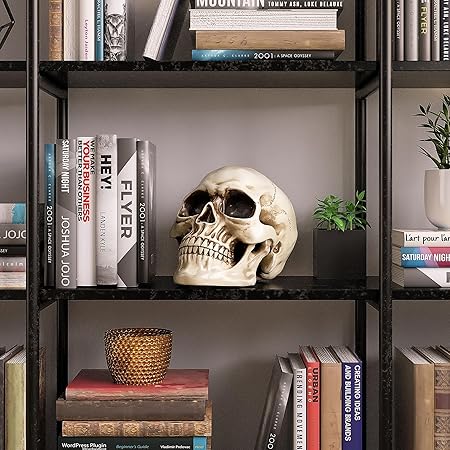 READAEER Life Size Skeleton Replica Realistic Human Skull Bone Model Normal