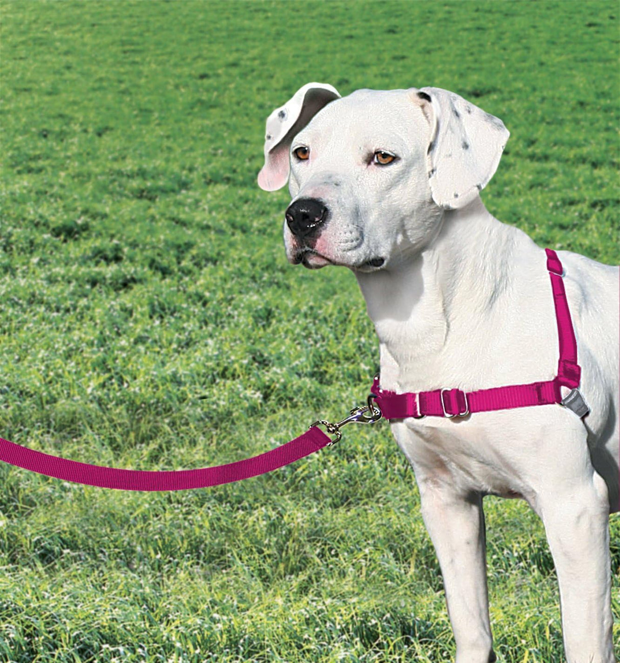 PetSafe Easy Walk Harness