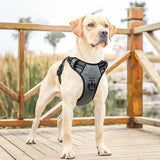 HEELE Dog Harness L