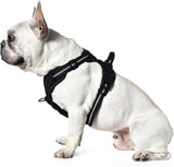 Amazon Basics No-Pull Dog Vest Harness